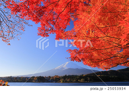 河口湖 紅葉富士 河口湖 紅葉富士 25053934
