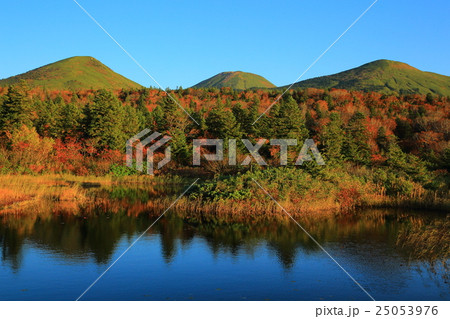 八甲田 睡蓮沼の紅葉 八甲田 睡蓮沼の紅葉 25053976