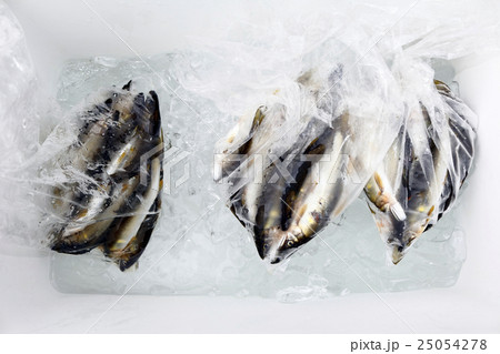 クーラーボックスのアユ クーラーボックスのアユ 25054278