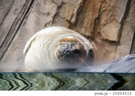 仙台うみの杜水族館｜バイカルアザラシ 25054513