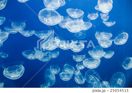 仙台うみの杜水族館｜クラゲ 25054515