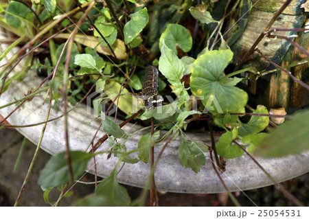 イモムシ(セスジスズメ) 25054531