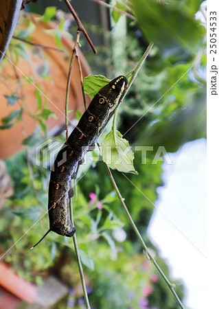 イモムシ(セスジスズメ) 25054533