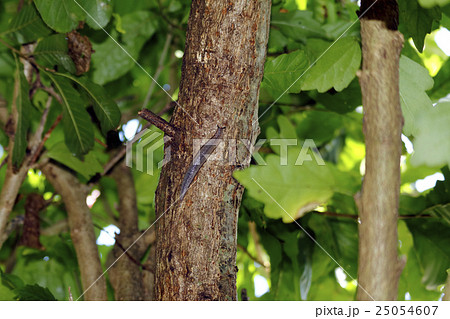 ナメクジ 25054607