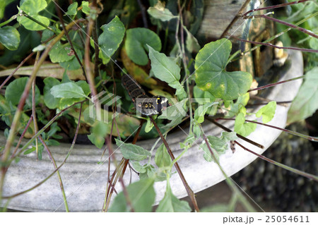 ナメクジ ナメクジ 25054611