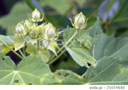 スイフヨウを食い荒らす毛虫 25054680