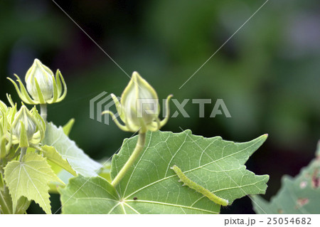 スイフヨウを食い荒らす毛虫 スイフヨウを食い荒らす毛虫 25054682