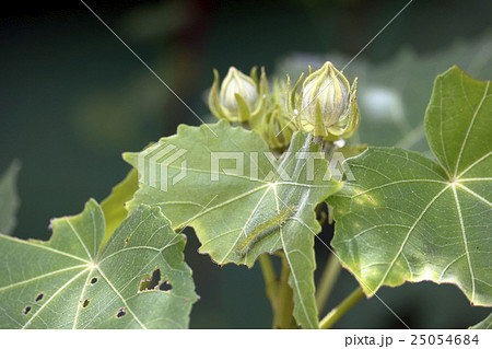 スイフヨウを食い荒らす毛虫 25054684