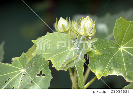 スイフヨウを食い荒らす毛虫 25054685