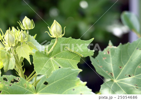 スイフヨウを食い荒らす毛虫 25054686