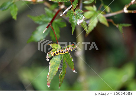 スイフヨウを食い荒らす毛虫 25054688