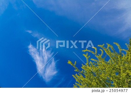 緑と空 レタッチにてより青く(9月後半) 緑と空 レタッチにてより青く(9月後半) 25054977
