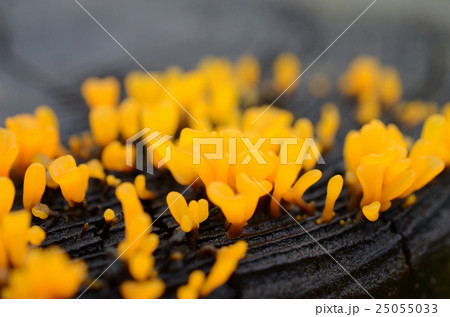 ツノマタタケ・角又茸 25055033