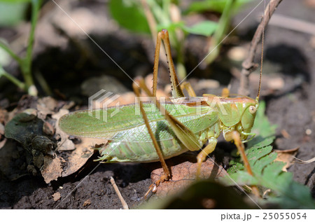 ヤブキリ・藪螽蟖 25055054