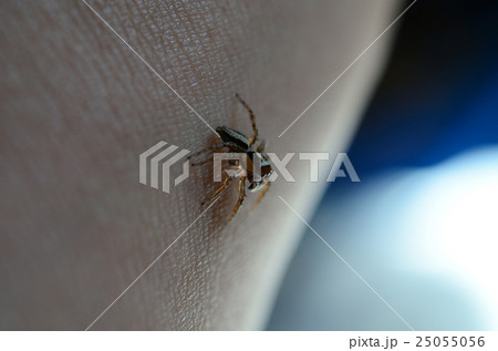 ミスジハエトリグモ 三筋蠅取蜘蛛 後方からの写真素材