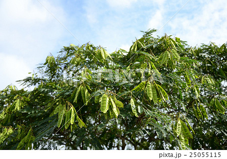 合歓の木・ネムノキの実 合歓の木・ネムノキの実 25055115