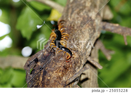 ムカデ ムカデ 25055228