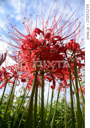 晴天に咲き始めるヒガンバナ・彼岸花 晴天に咲き始めるヒガンバナ・彼岸花 25055259