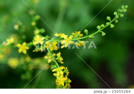 キンミズヒキ・金水引 キンミズヒキ・金水引 25055264