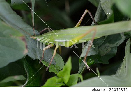 クビキリギリス・首螽斯 25055355
