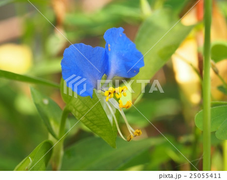 ツユクサの花 25055411