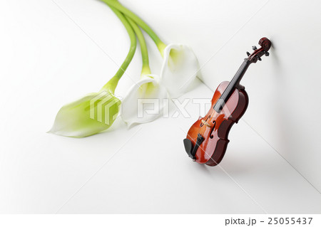 バイオリンとカラーの花でシンプルライフ　イメージ 25055437