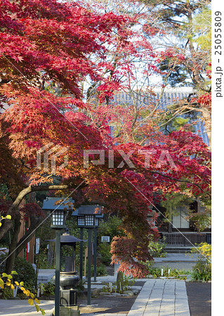 紅葉の高幡不動尊（東京・日野） 25055809