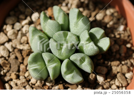 コノフィツム／オペラローズ 25056358