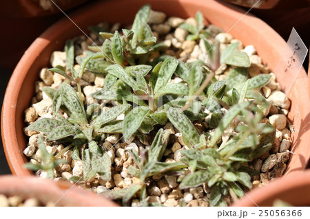 クラッスラ／クーペリー 25056366