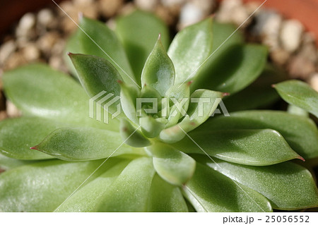 エケベリア／メビナ 25056552
