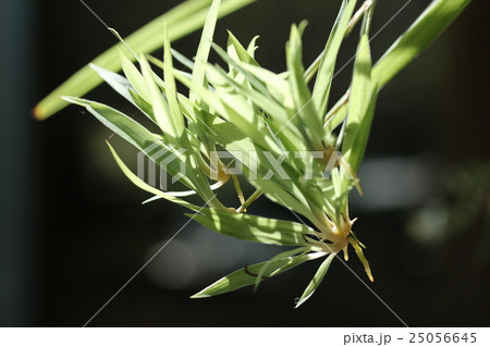 オリヅルランの子株 25056645