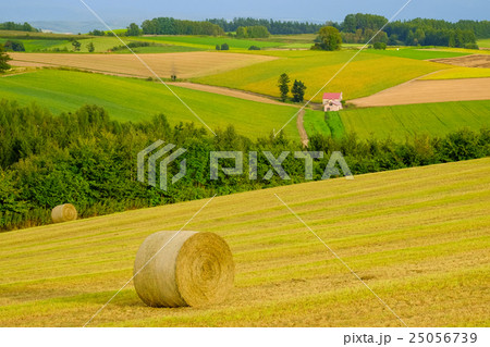 美瑛周遊 (435) 25056739