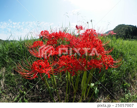 ヒガンバナ ヒガンバナ 25057007