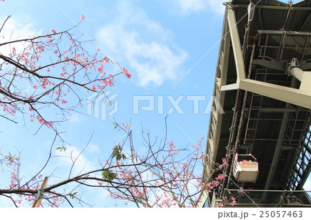 桜 さくら サクラ 25057463