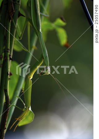 カマキリ 25057490