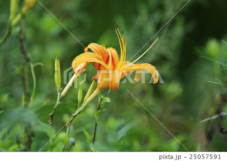 ノカンゾウ 25057591