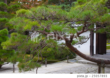 松の木 25057893