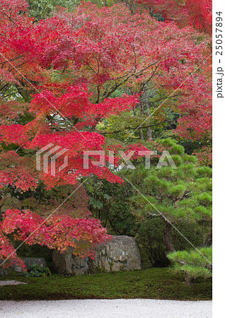 南禅寺天授庵の紅葉 25057894