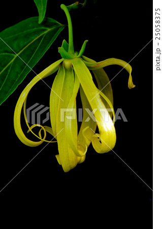 Kananga or Ylang ylang flower with black 25058375