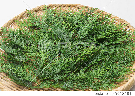 檜葉 檜葉 25058481