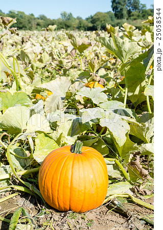 かぼちゃ畑の大きな西洋カボチャ パンプキンの写真素材
