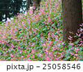シュウカイドウ 25058546