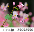 シュウカイドウ 25058550