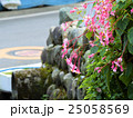 シュウカイドウ 25058569