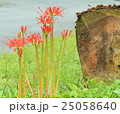 曼珠沙華 25058640