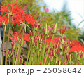 曼珠沙華 25058642