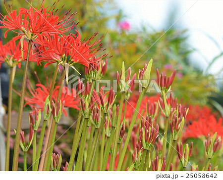 曼珠沙華 25058642