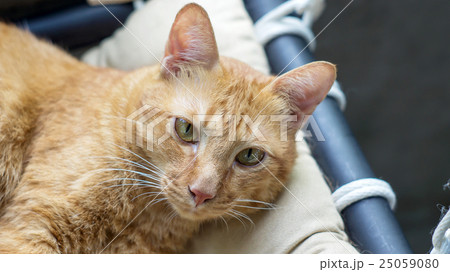 Lovely red cat, soft focus. Lovely red cat, soft focus. 25059080