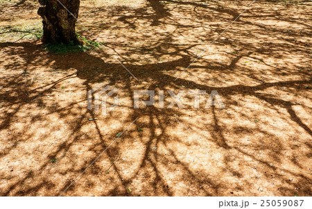 Shadow of a tree on the floor. Shadow of a tree on the floor. 25059087