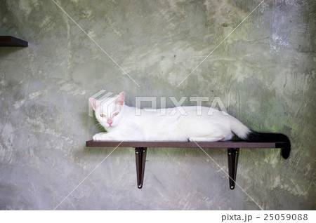 Cute black and white cat, soft focus. Cute black and white cat, soft focus. 25059088